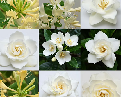 Gardenia Dream